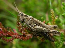 Image of Common Field Grasshopper