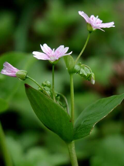 Plancia ëd Claytonia