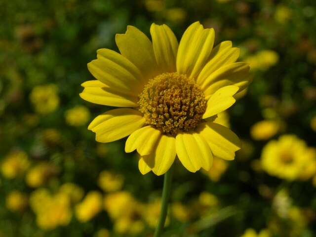 Image of <i>Chrysanthemum segetum</i>