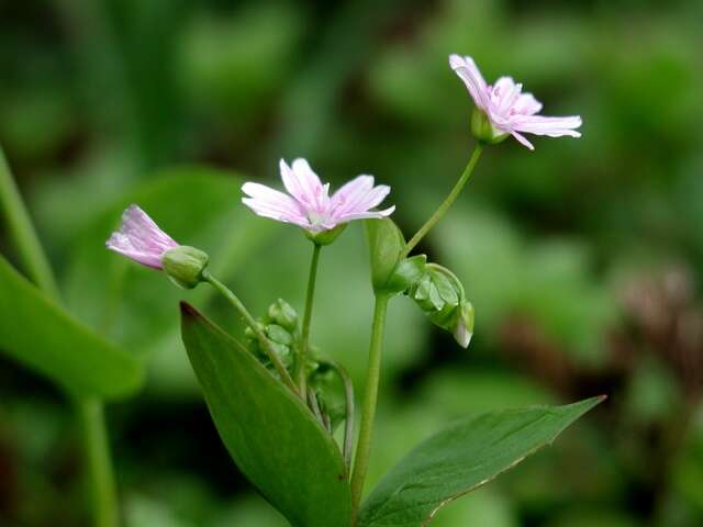 Plancia ëd Claytonia