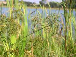 Image of water hemlock