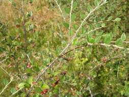 Plancia ëd Cotoneaster dielsianus E. Pritz.