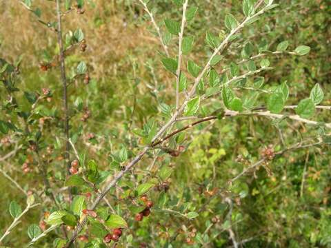 Cotoneaster dielsianus E. Pritz.的圖片