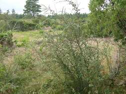 Plancia ëd Cotoneaster dielsianus E. Pritz.