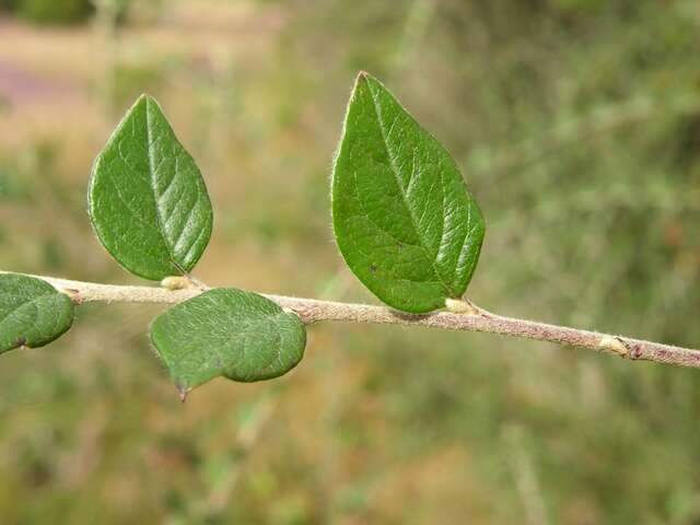 Plancia ëd Cotoneaster dielsianus E. Pritz.