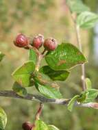 Image of Diels's cotoneaster