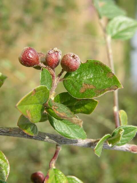 Plancia ëd Cotoneaster dielsianus E. Pritz.