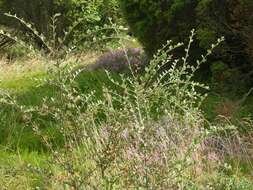 Plancia ëd Cotoneaster dielsianus E. Pritz.