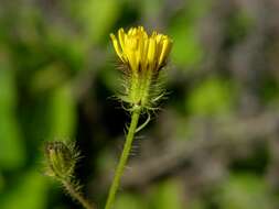 Image of bristly hawksbeard