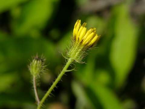 Image of bristly hawksbeard