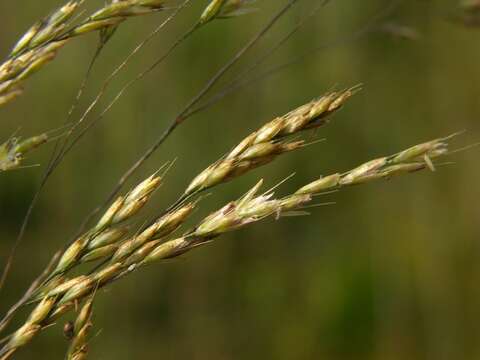 Plancia ëd Deschampsia