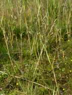 Image of hairgrass