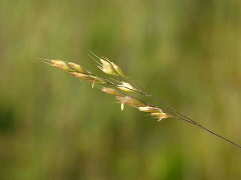 Plancia ëd Deschampsia