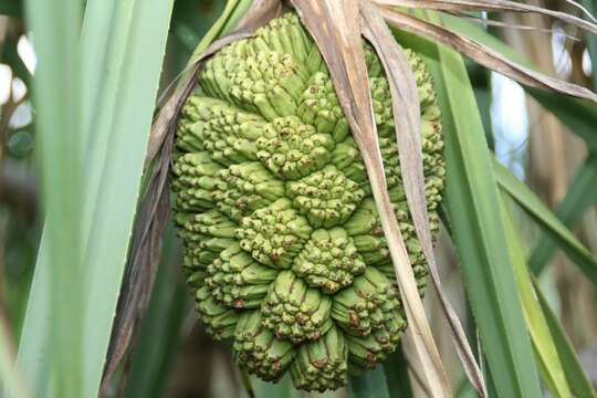 Image of Pandanus solms-laubachii F. Muell.