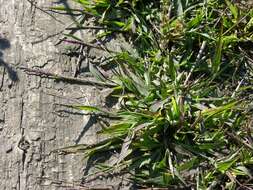 Image of crabgrass