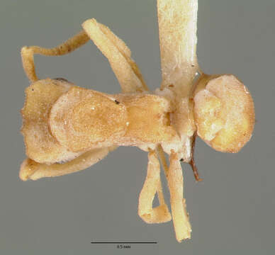 Image of Cyphomyrmex flavidus Pergande 1896