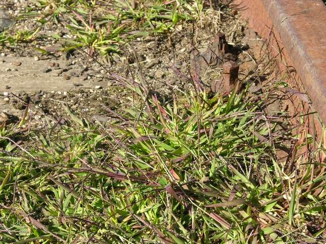 Image of crabgrass