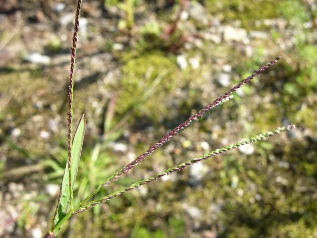 Image of crabgrass