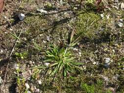 Image of crabgrass