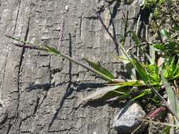 Image of crabgrass