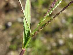 Image of crabgrass