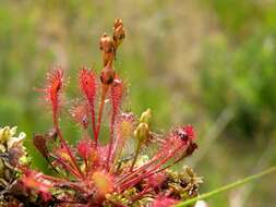 Imagem de Drosera