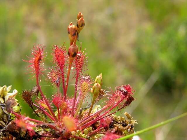 Imagem de Drosera