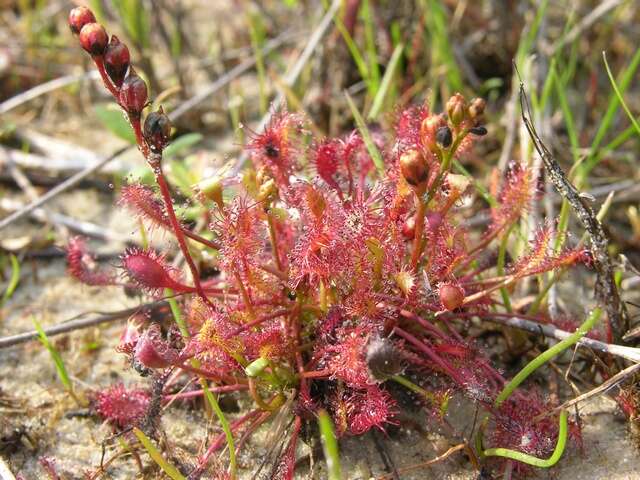 Image of Sundews