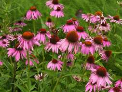 Image of purple coneflower