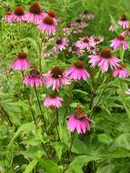 Image of purple coneflower