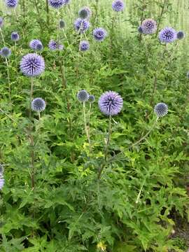 Image of globethistle