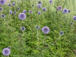 Image of globethistle