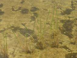 Image of Eleocharis palustris subsp. waltersii