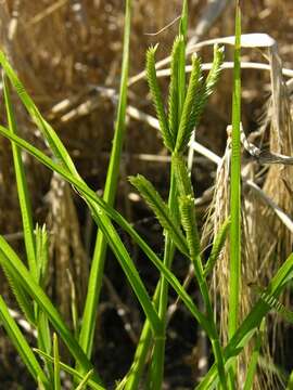 Image of goosegrass