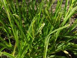 Image of goosegrass