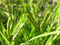 Image of goosegrass