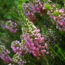 Erica vagans L. resmi