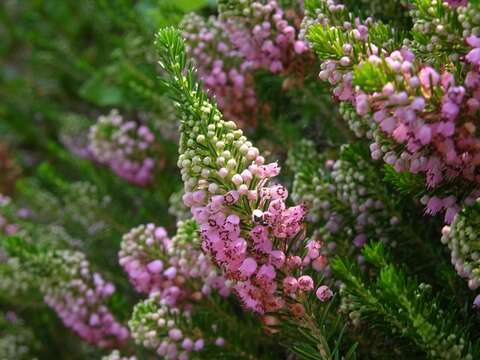 Image of Cornish heath