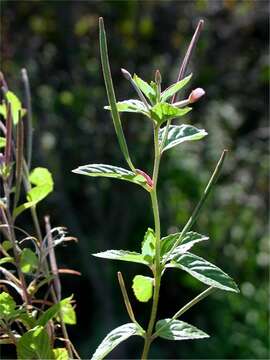 Image of pale willowherb