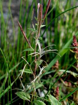 Imagem de Epilobium roseum Schreber