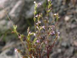 Imagem de Euphrasia micrantha Rchb.