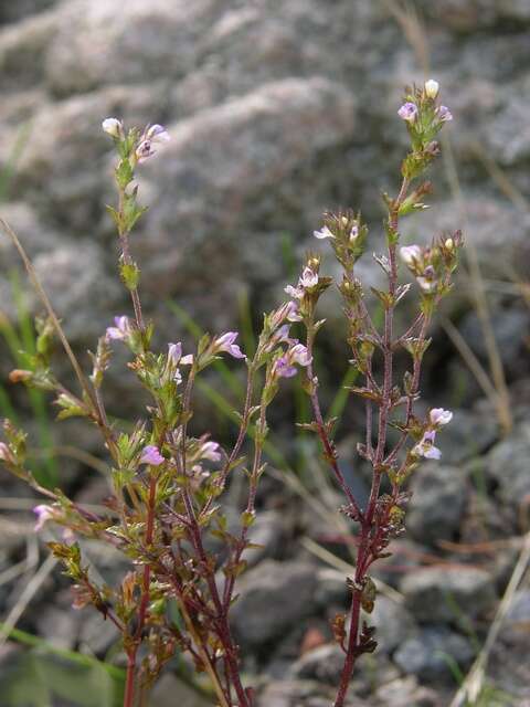 Imagem de Euphrasia micrantha Rchb.