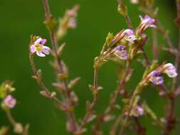 Imagem de Euphrasia micrantha Rchb.