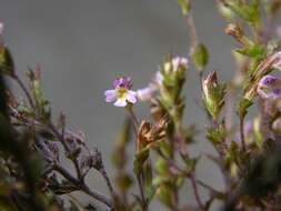 Imagem de Euphrasia micrantha Rchb.