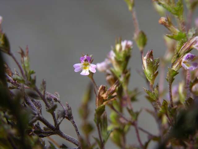 Imagem de Euphrasia micrantha Rchb.