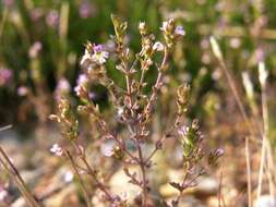 Imagem de Euphrasia micrantha Rchb.