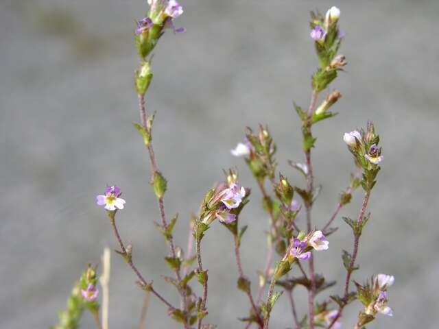 Imagem de Euphrasia micrantha Rchb.