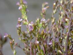 Imagem de Euphrasia micrantha Rchb.