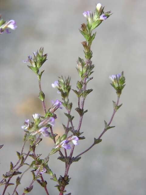 Imagem de Euphrasia micrantha Rchb.