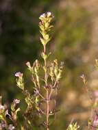 Imagem de Euphrasia micrantha Rchb.